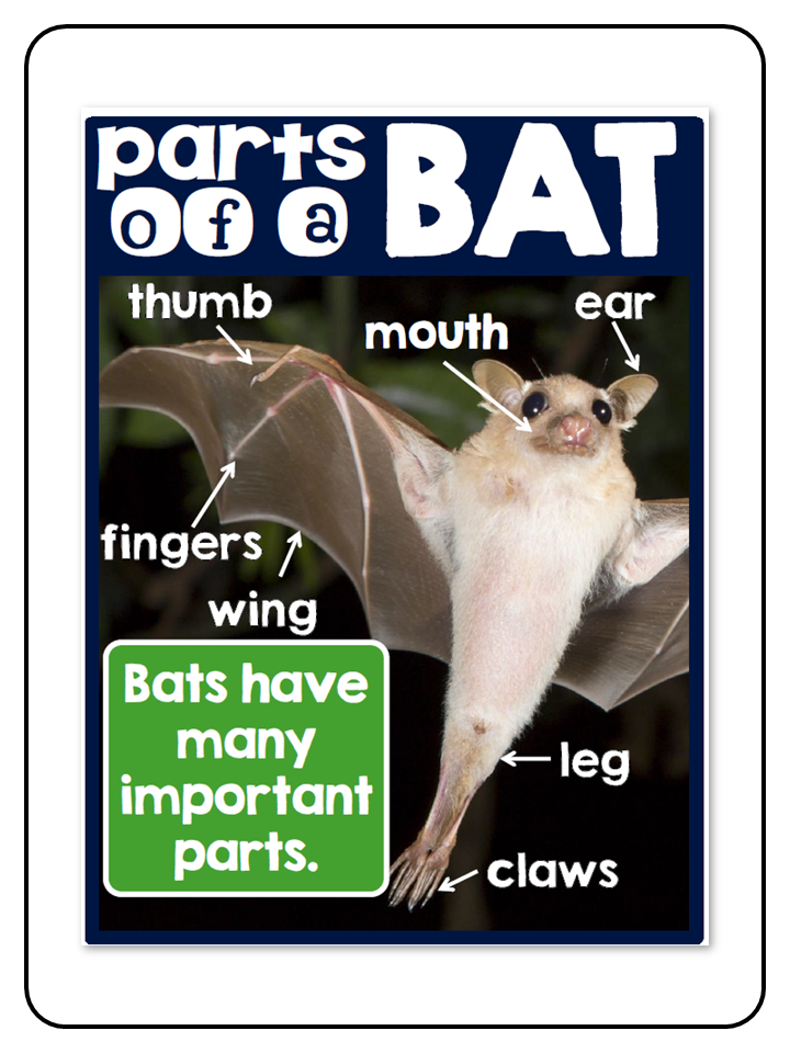 Bats - A Complete Nonfiction Resource