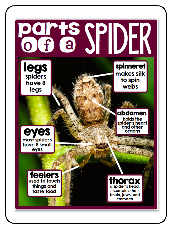All About Spiders - Nonfiction Activities
