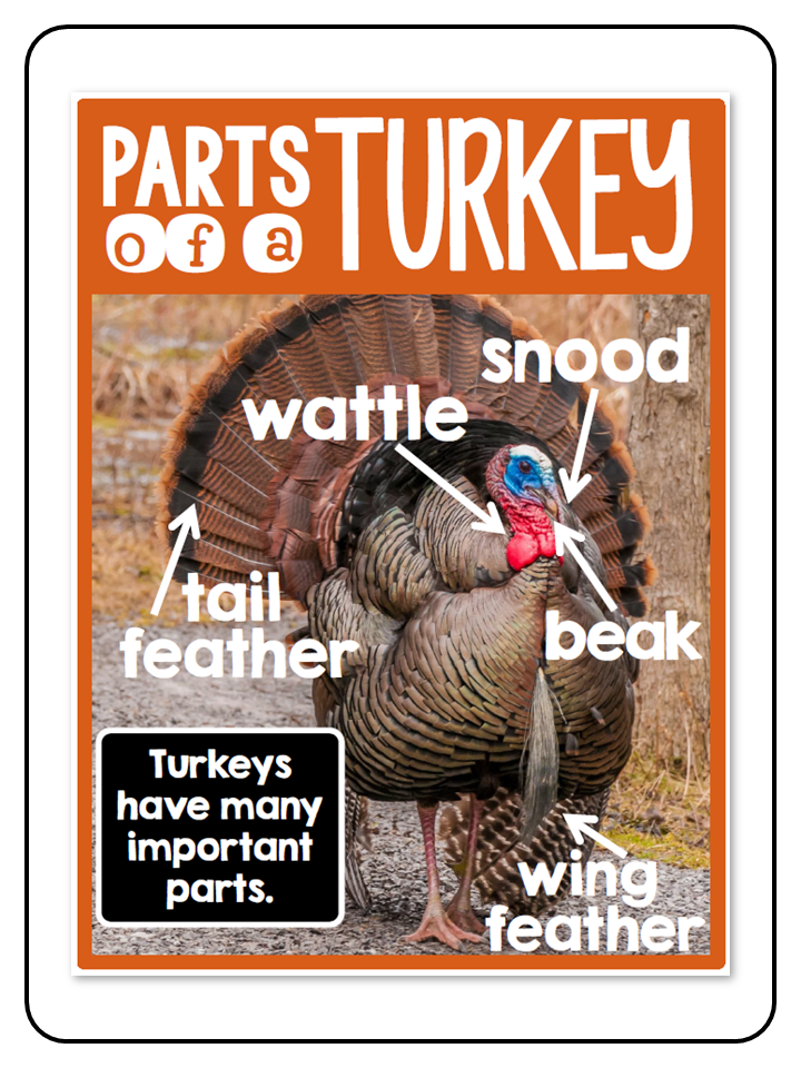 All About Turkeys - Nonfiction Activities